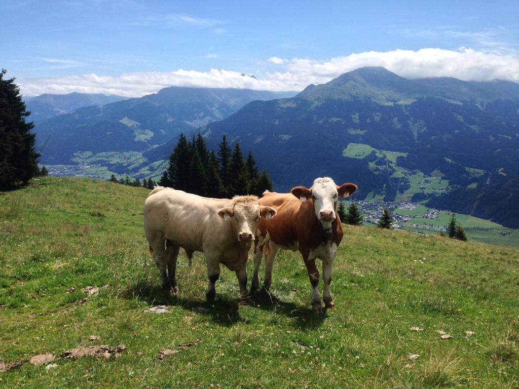Farm stay Biobauernhof Kleinummerstall